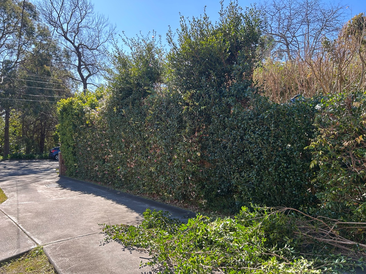 Boundary hedge before trimming
