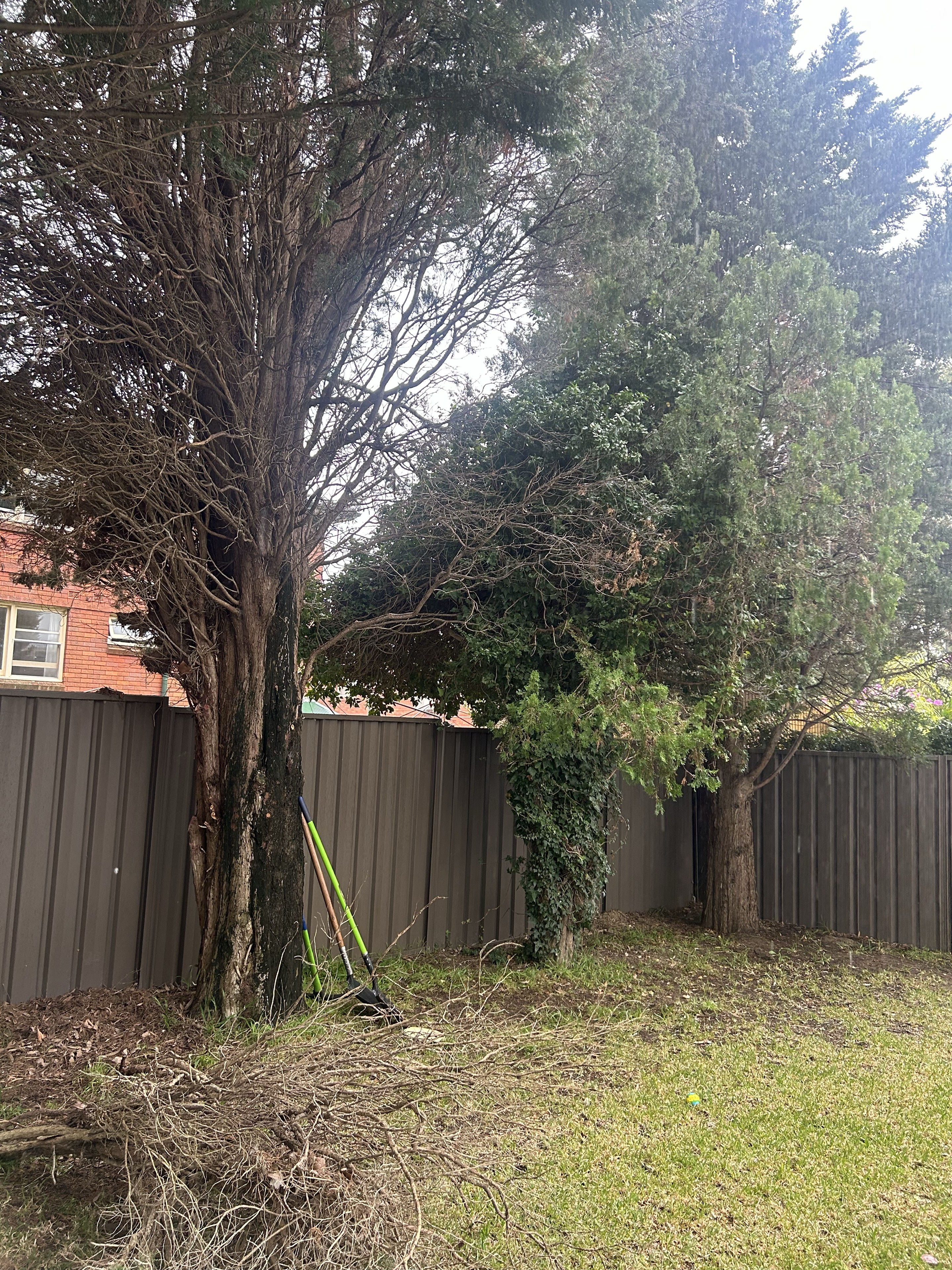 Back garden before clearing and landscaping
